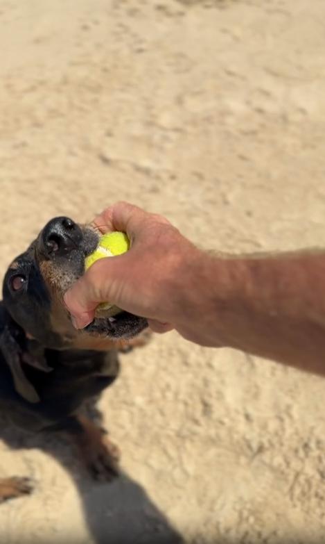 출처 : Reddit / 모래사장위 닥스 훈트가 테니스공을 물고있다 주인이 공을 잡아 빼보려하지만 강아지가 입에문상태로 절대 놓아주지않는다 주인이 공을 높이 들어올려보자 강아지가 들어올려진다.