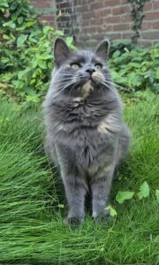 풀잎 한 장, 고양이의 전투 본능을 깨우다