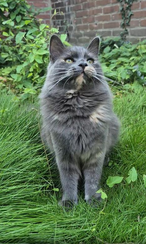 출처 : Reddit / 풀밭근처 주인이 풀잎줄기로 고양이에게 장난을친다