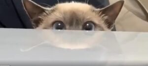 들켰나…? 고양이의 스텔스 미션 개시