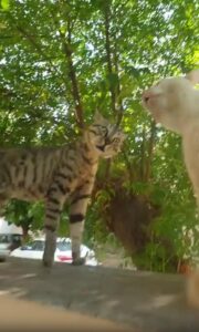 사이렌 고양이 등장! 나무 위 합창단의 출동 경보