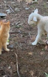 고양이와 새끼양, 말 없이 시작된 첫 우정의 시간