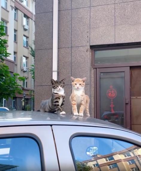 출처 : Reddit / 자동차위에 고양이두마리가 엎드려 서로를 기댄체 일광욕을 즐기는 중이다