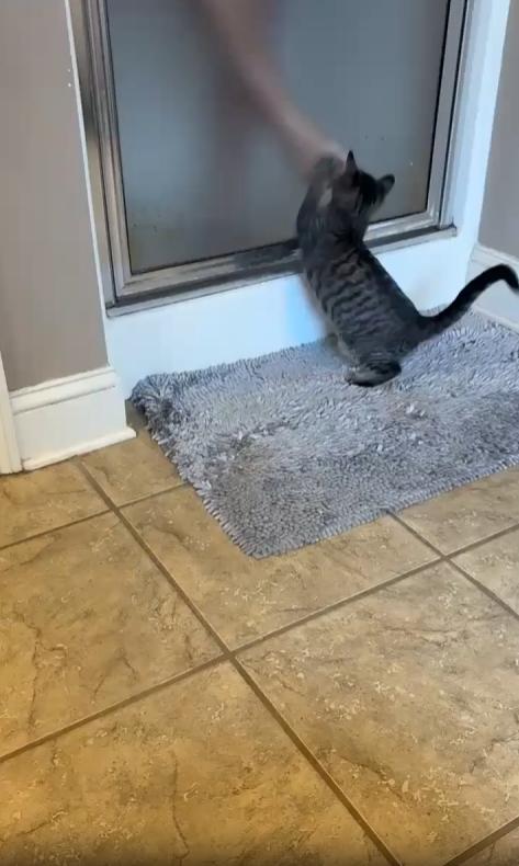 출처 : Reddit / 욕실 밖에있는 새끼 고양이 욕실안은 불투명 유리로 되어있고 욕실안의 사람이 문앞에서 발을 좌우로 흔든다 그걸본 고양이가 발을 잡으려한다