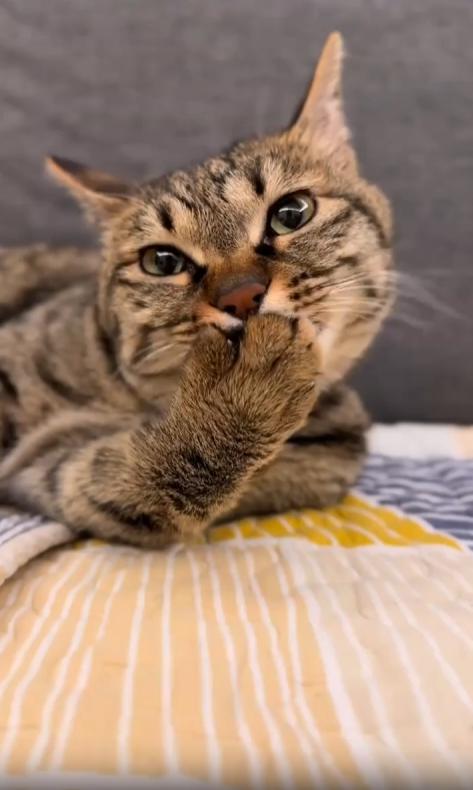 출처 : Reddit / 카메라를 바라보며 앞발을 핥는 고양이