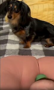 닥스훈트와 아기의 첫 만남, 공 하나로 시작된 작은 우정