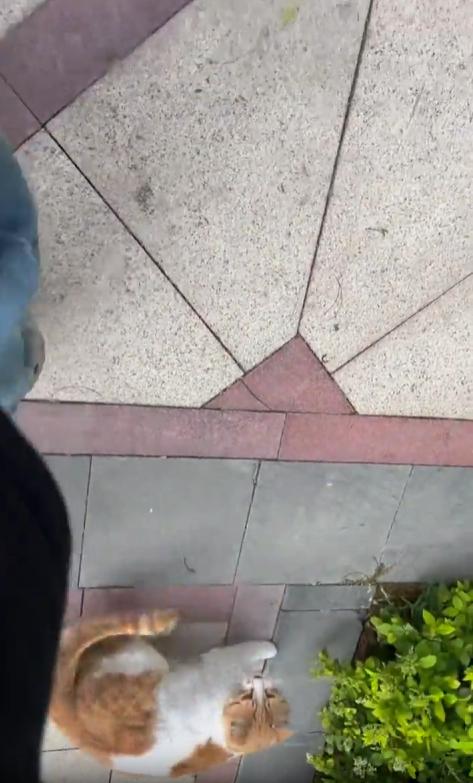 출처 : Reddit / 인도를 걸어가는 남성 옆에 고양이가 빠른걸음으로 다가와 남성앞에 엎드리더니 몸을 뒤집는다 남성이 고양이를 무시하고 지나쳐 걸어가자 다시 빠른걸음으로 다가와 남성앞에 눕는다