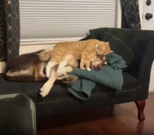 강아지는 소파, 고양이는 쿠션, 그리고 이건 최고의 평화