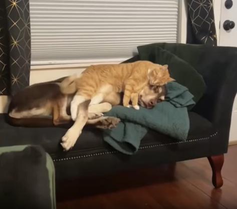출처 : Reddit / 소파위의 커다란 강아지가 옆으로 누워 자고있다 강아지위에 고양이가 강아지를 배게삼아 누워 잠을 자고있다
