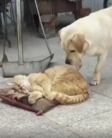 출처 : Reddit / 방석위에서 고양이가 누워서 자고있다 옆에 있는 강아지가 방석이 자기것인듯 입으로 물어 당겨보지만 고양이는 좀처럼 일어나질 않는다 몇번의 시도끝에 결국엔 강아지가 방석을 되찾는데 성공한다