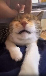 조용한 업무시간, 테이블 아래 들려오는 따뜻한 그르릉 소리