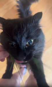 두 발로 선 채 풀을 뜯는 고양이, 식욕과 집념이 만든 귀여운 진화