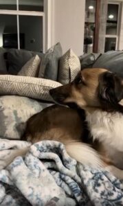 강아지가 선택한 최고의 자리는, 바로 당신 옆자리