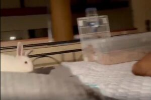 고양이와 토끼의 우정, 말 없는 손길로 전한 진심