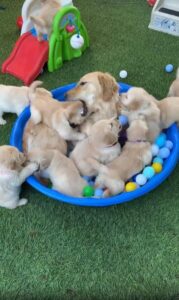 파란 대야 속 여름 한가운데, 강아지 가족의 볼풀 파티