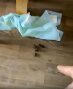 사고 현장에서 얼어버린 강아지의 너무도 인간적인 반응