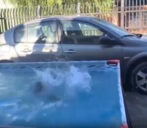 작은 용기의 도약, 닥스훈트의 수영장 점프