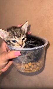 졸음을 이기지 못한 고양이의 귀여운 선택