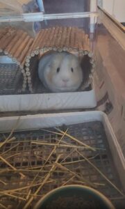 졸린 기니피그의 순간 포착