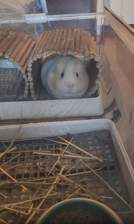 출처 : Reddit / 하품하는 기니피그