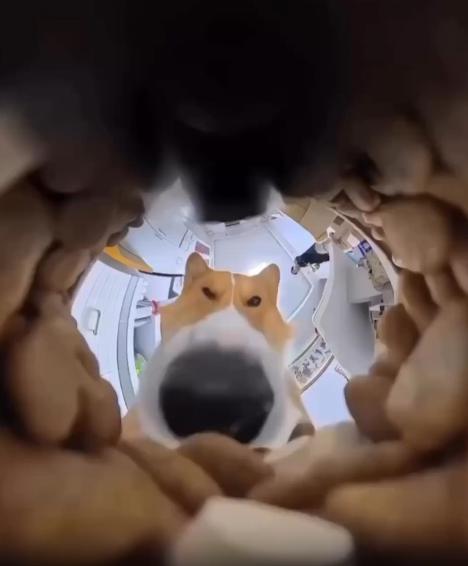 출처 : Reddit / 과자 통안에서 밖이 보이는 시선의 카메라 강아지가 한마리가 통안의 과자를 먹고있다