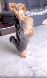 두 발로 추는 강아지의 댄스타임