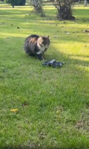 잔디 위에 내려앉은 드론 앞에서 경계와 호기심을 오가는 고양이의 묘한 시간