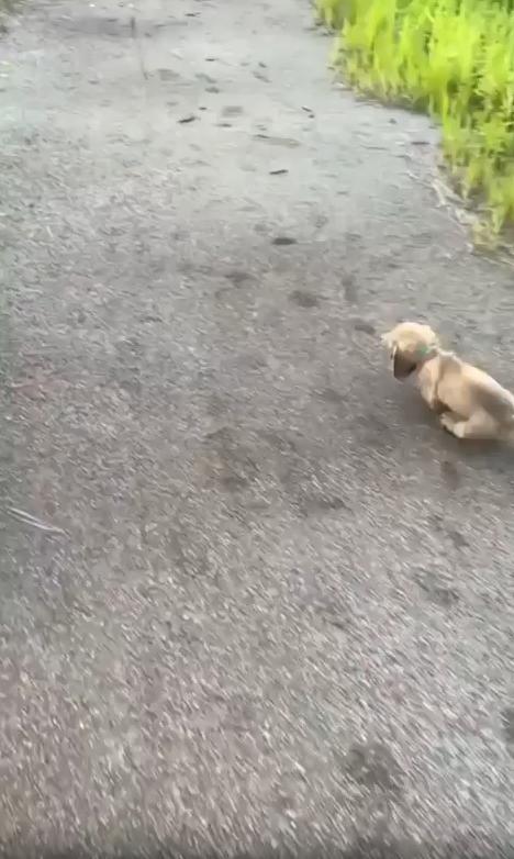 출처 : Reddit / 길을 걸어가는 남자 옆으로 빠르게 다가오는 강아지 강아지는 남자의 앞으로 빠르게 달려가 쓰러지듯 엎어진다 남자가 강아지를 그냥 지나쳐가자 다시 일어나 빠르게 달려 남자의 앞에서 쓰러진다