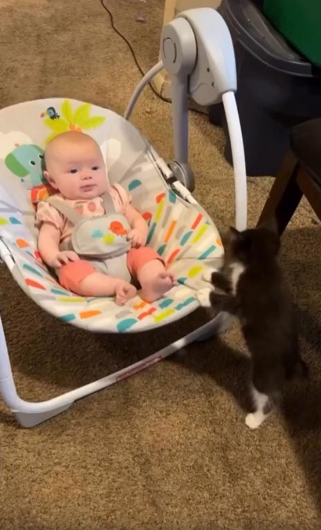 출처 : Reddit / 아기용 흔들침대에 아기가 누워있고 그흔들침대를 새끼고양이가 두발로 서서 흔들고있다