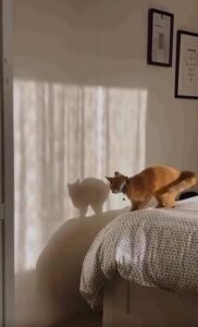 그림자에게 샌드백 훈련? 침대 위 고양이의 진심 1:1 대련