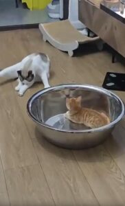 “이게 누구야?!” 대야에 비친 자기 얼굴에 깜짝 놀란 새끼 고양이의 반응