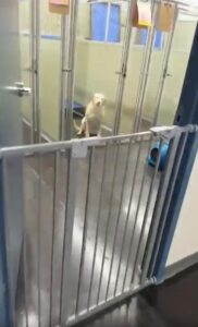 “나 기억하지?” 보호소에서 주인을 다시 만난 순간 웃음 지은 강아지