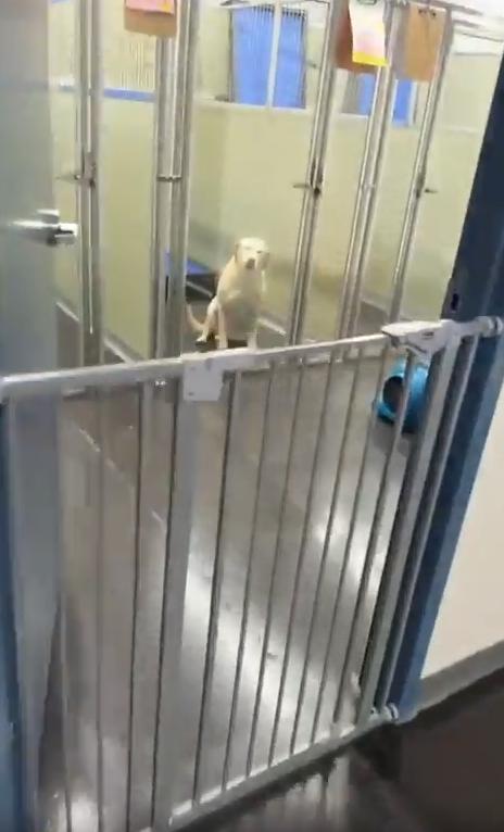 출처 : Reddit / 휴가를 마치고 보호소에서 주인이 데리러 왔다는 걸 깨닫고 웃는 강아지