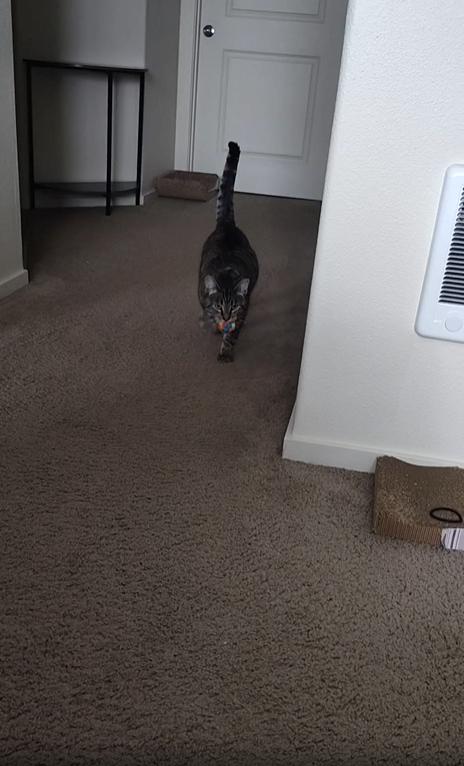 출처 : Reddit / 실내에 주인과 고양이가 있다 주인이 작은 공을 던져주면 고양이가 그걸 물어온다