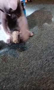 “저게 뭐야?” 전갈 장난감과 한판 대결 벌이는 러시안블루 고양이