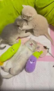 “나는 모른다…” 옆에서 싸워도 꿈쩍 않는 새끼 고양이의 무심함