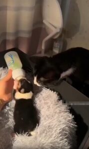 “잘 먹어… 그래, 이렇게” 강아지 밥시간을 지켜주는 다정한 고양이