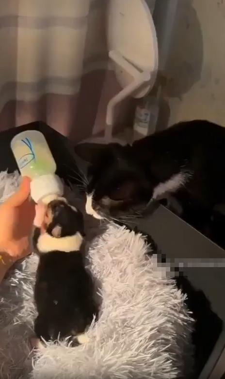 출처 : Reddit / 담요위의 새끼 강아지가 주인이 주는 젖병을 빨고있다. 그걸 옆에서 보는 고양이가 강아지를 살살 쓰다듬으려 터치한다