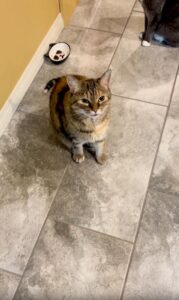 “간식?” 한 마디에 바로 대답하는 의사소통 고양이