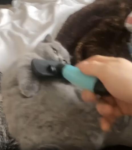 출처 : Reddit / 회색 고양이가 침대위에 등을 바닥에 대고 누워있다 주인은 고양이에게 빗질을 해주고있다