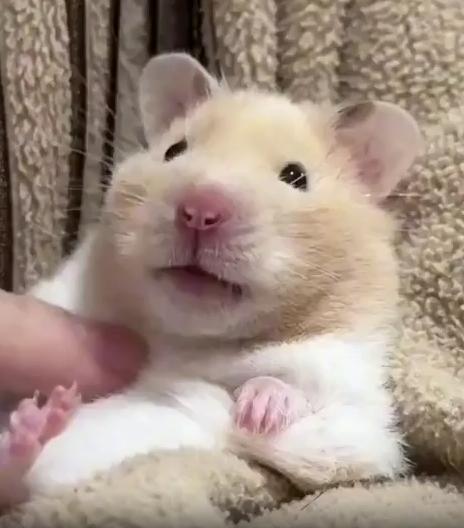 출처 : Reddit / 햄스터가 등을 바닥에 대고 누워있고 주인이 손가락으로 햄스터를 쓰다듬는다 귀쪽을 쓰다듬어주자 귀가 뒤로 접힌다