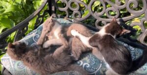 “WWE? 아니, 오늘은 WWA!” 의자 위에서 벌어진 새끼 고양이들의 레슬링 쇼