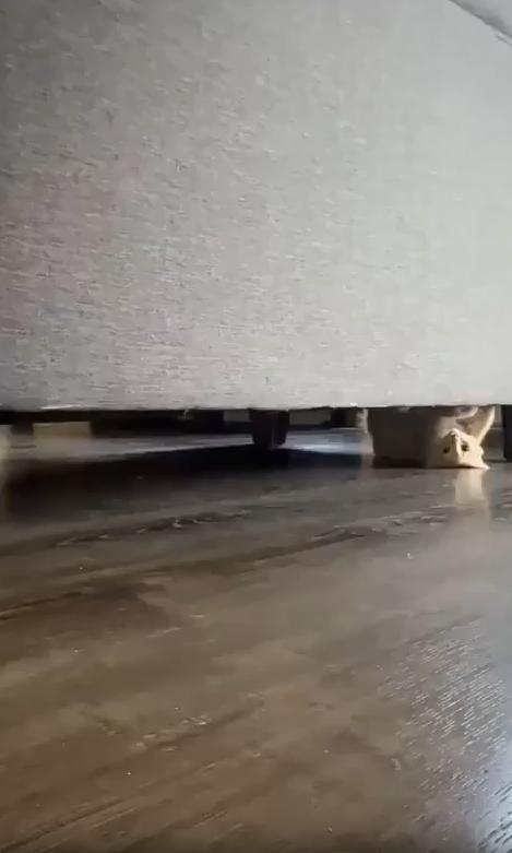 출처 : Reddit / 새끼고양이가 소파 밑 틈사이를 바닥에 등을 댄체 거꾸로 메달린 듯한 자세로 돌아다니고있다