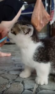 눈빛으로 나누는 저녁 식사, 새끼 고양이와의 작은 데이트