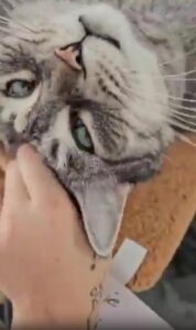 ‘투덜이’ 고양이의 비밀, 손길에 녹아내린 마음