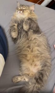 한 가족이라 닮았나 봐, 똑같이 자는 고양이 삼남매