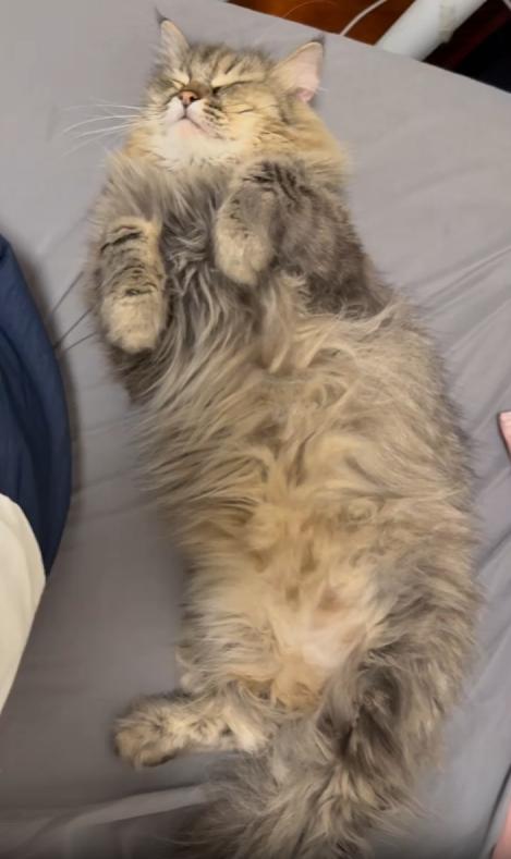 출처 : Reddit / 방안 고양이 3마리가 여기저거 누워 자고있다 그런데 자는 모습이 전부다 비슷하다