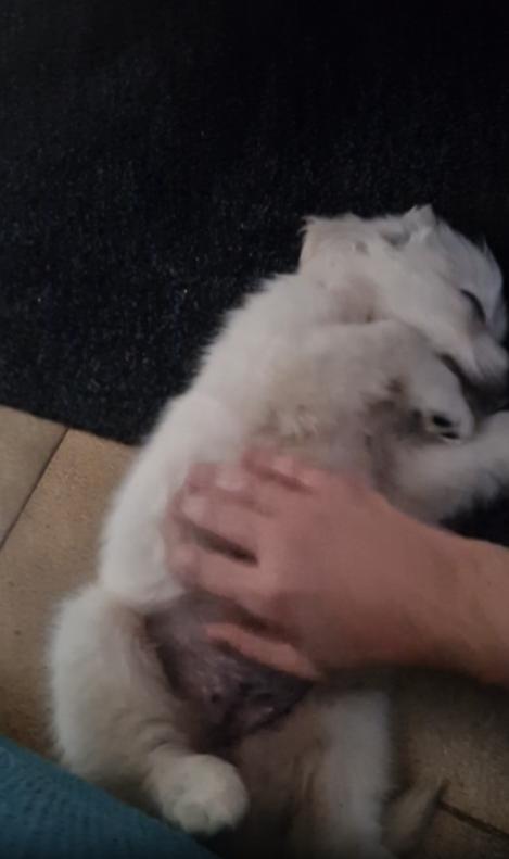 출처 : Reddit / 바닥에 등을 대고 누워자는 새끼 강아지 주인이 배를 살살 쓰다듬어주자 기분이 좋은듯 들고 있는 뒷발 하나를 까딱까딱거린다