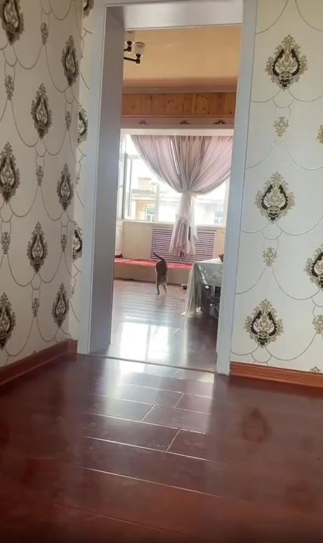 출처 : Reddit / 거실의 고양이 한마리가 물구나무 서기를 하듯 뒷발을 번쩍 들어올린채 앞발로만 걸어다닌다