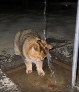 ‘방수 테스트 중?’ 물방울을 머리로 받는 고양이